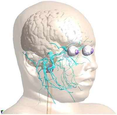 Functionalized Anatomical Models for Computational Life Sciences